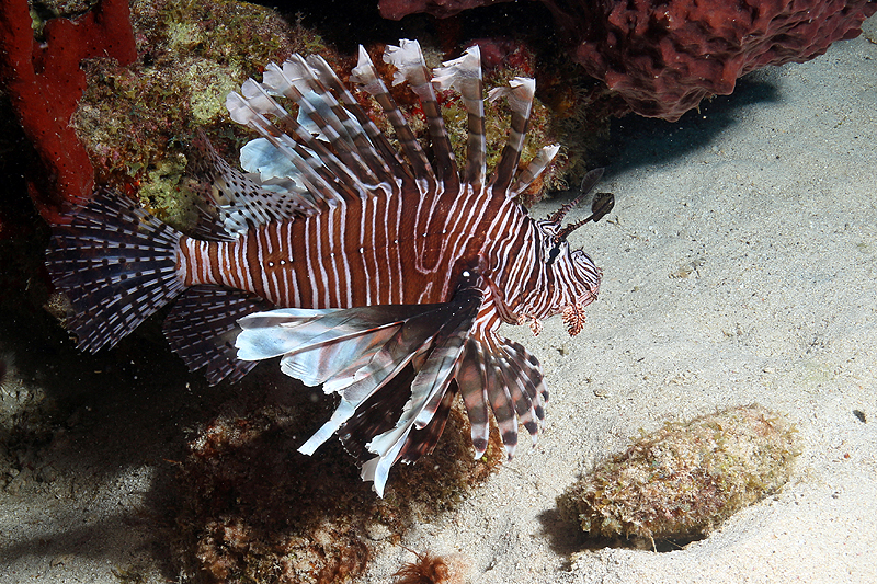 Réserve Cousteau