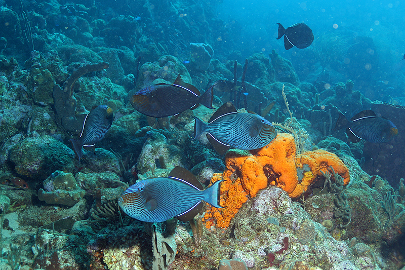 Réserve Cousteau