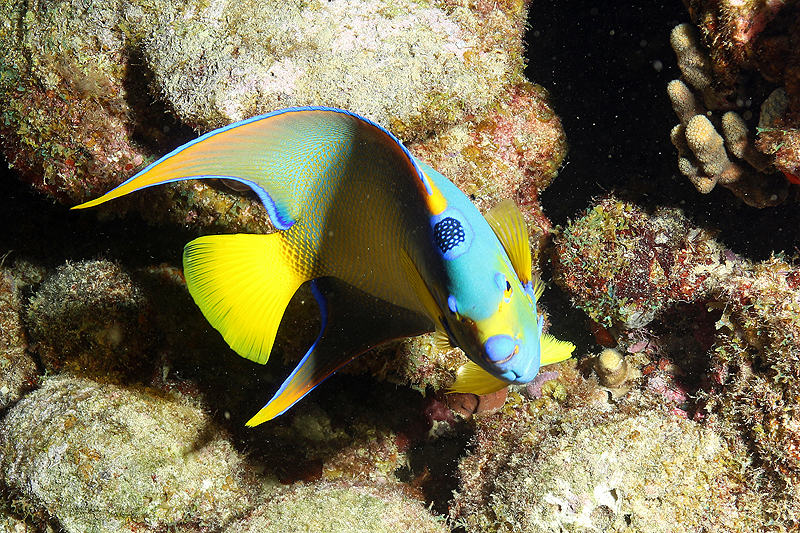 Réserve Cousteau