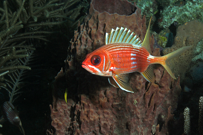 Réserve Cousteau