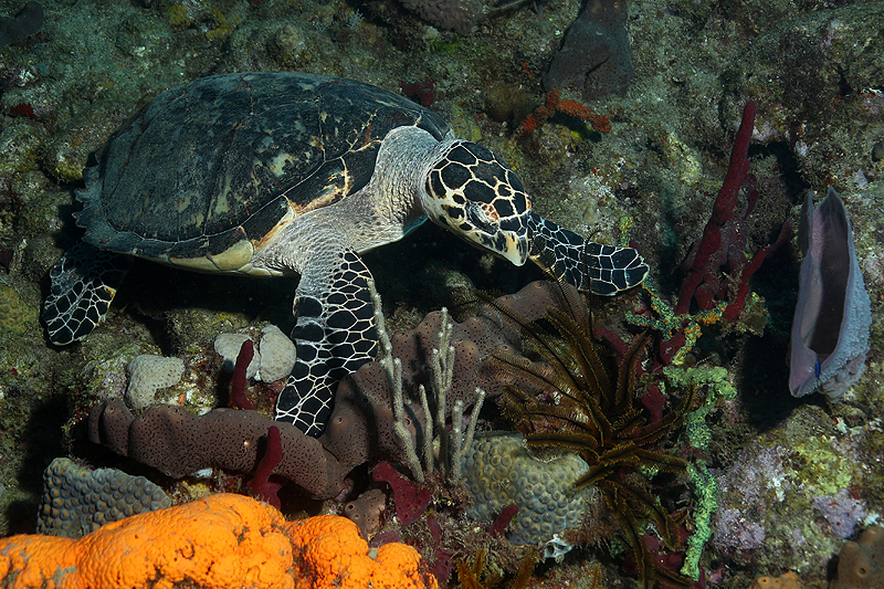 Réserve Cousteau