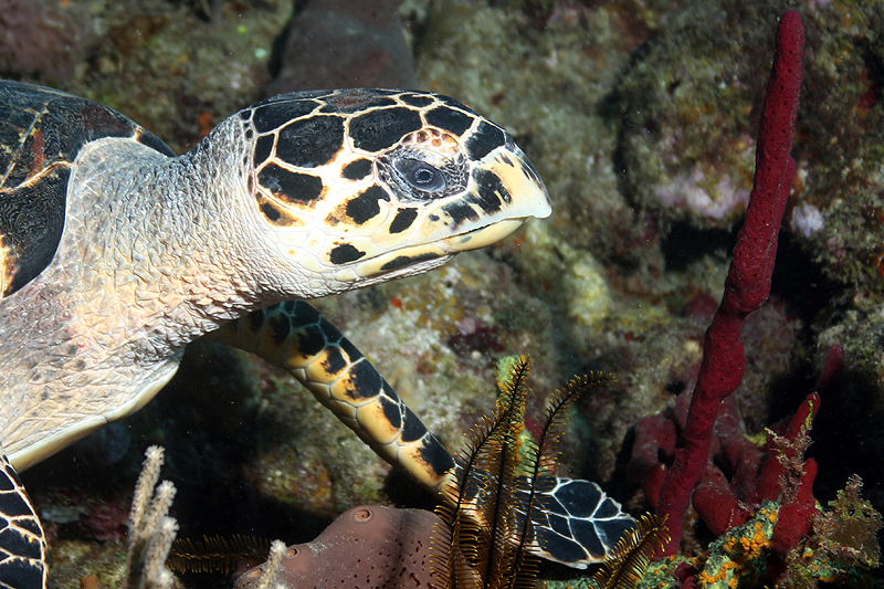 Réserve Cousteau