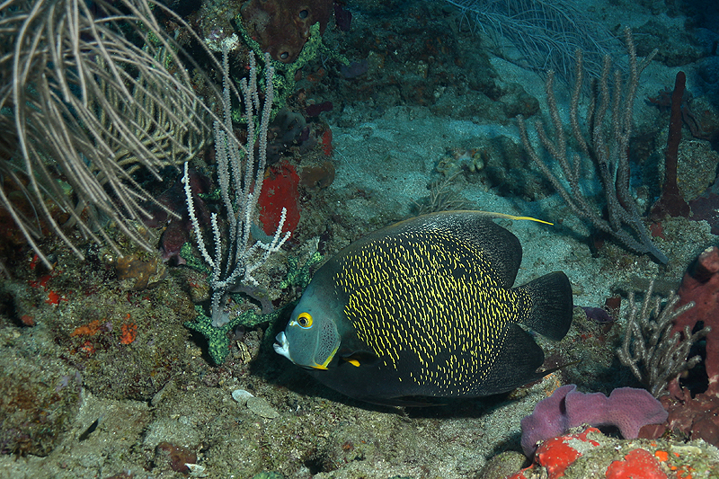 Réserve Cousteau