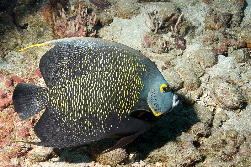 Réserve Cousteau