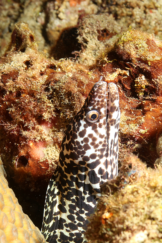 Réserve Cousteau