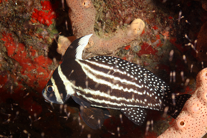Réserve Cousteau