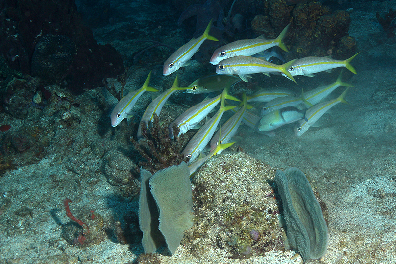 Réserve Cousteau