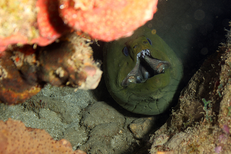 Réserve Cousteau