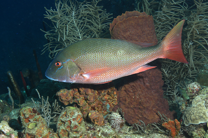 Réserve Cousteau