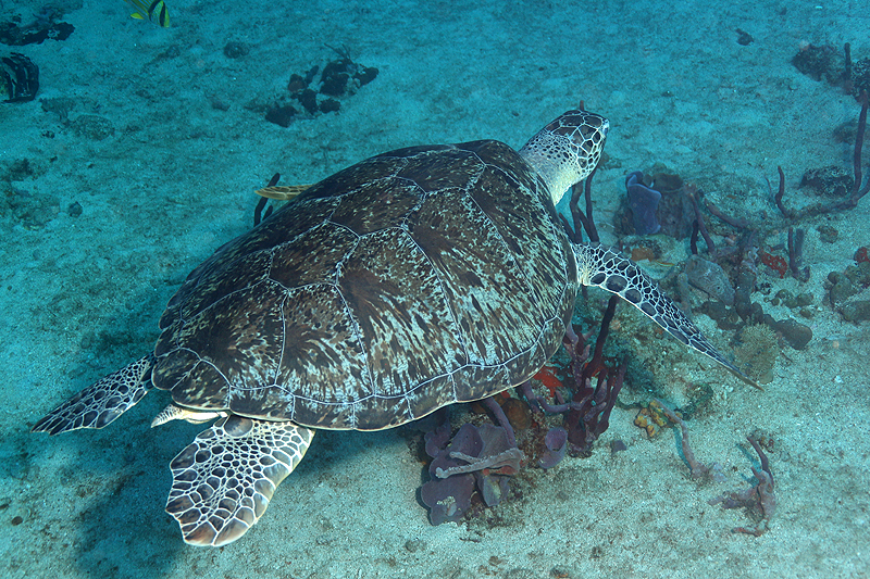 Réserve Cousteau