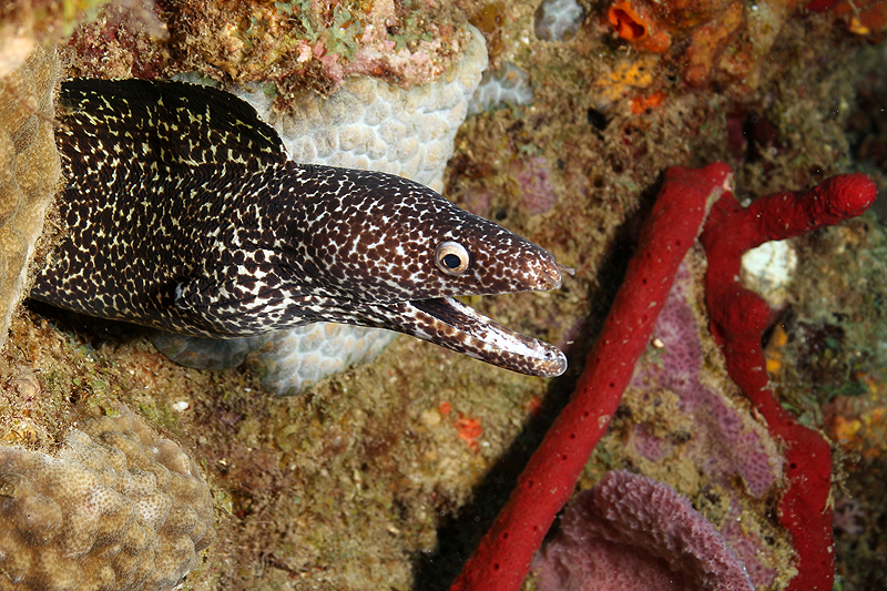 Réserve Cousteau