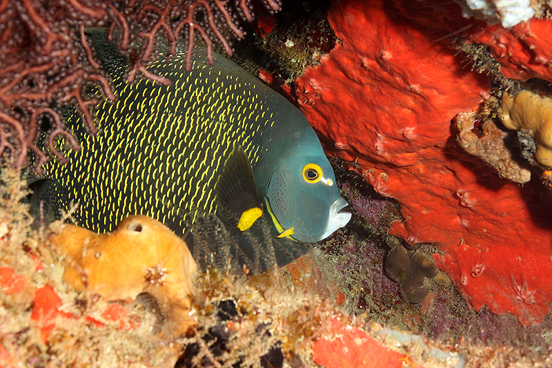 Réserve Cousteau