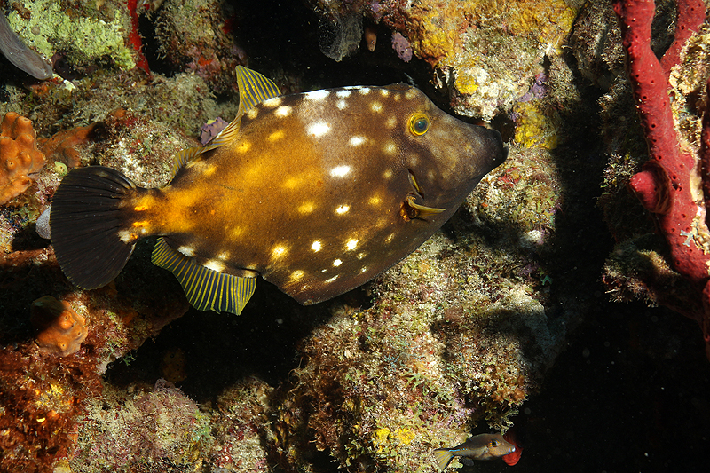 Réserve Cousteau