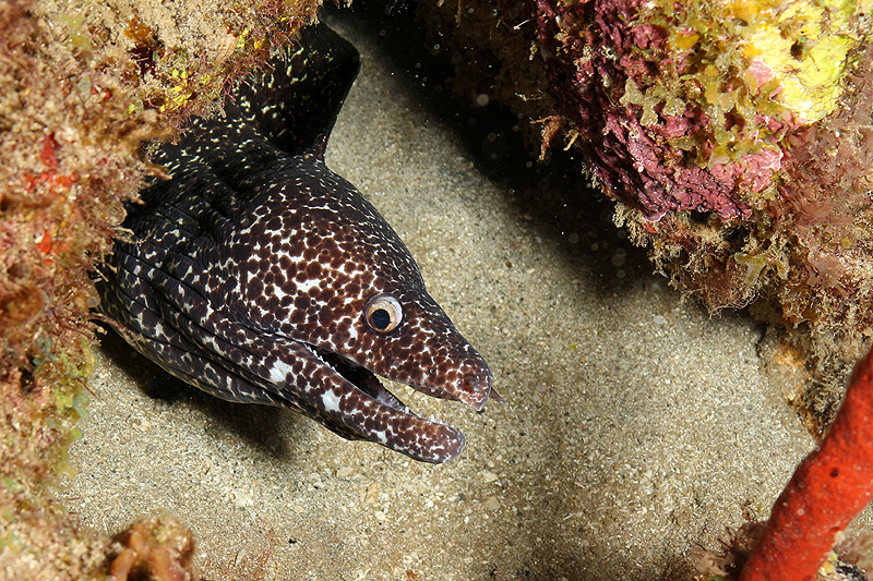 Réserve Cousteau