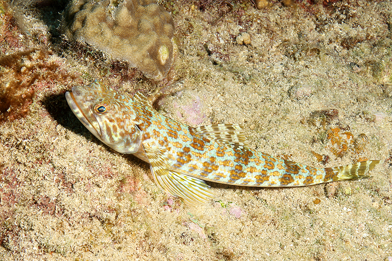 Réserve Cousteau