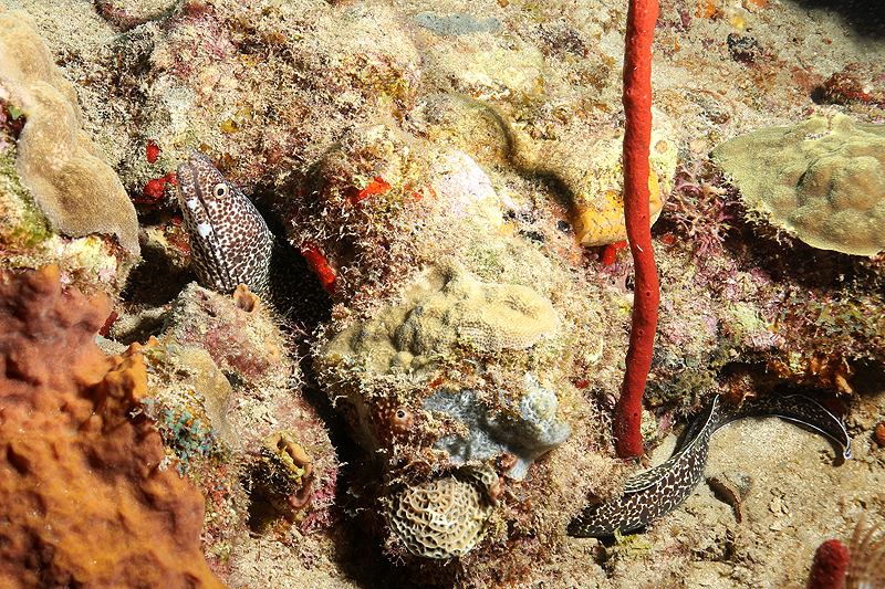 Réserve Cousteau