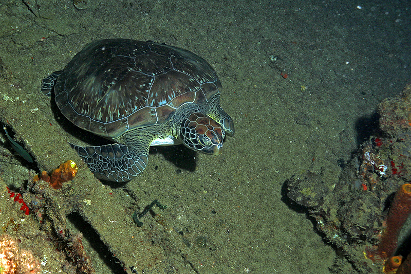 Réserve Cousteau