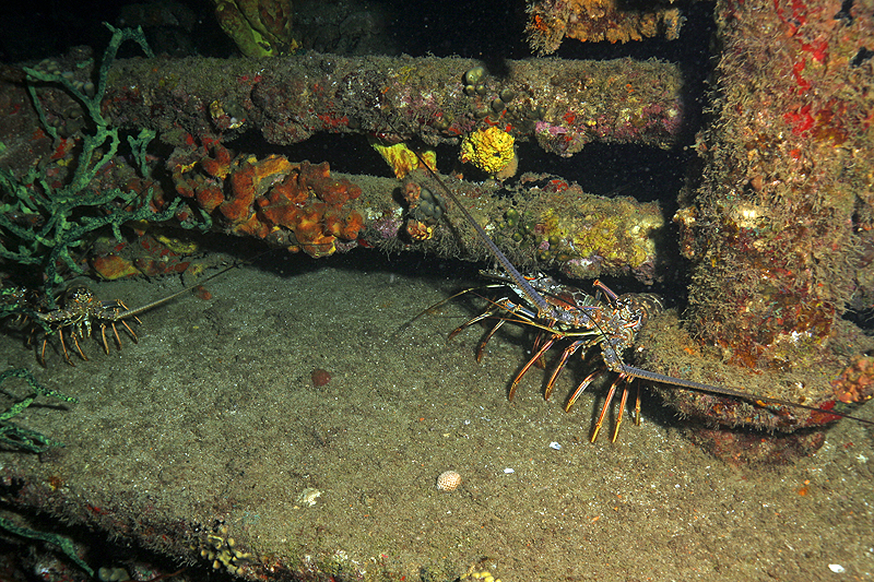 Réserve Cousteau