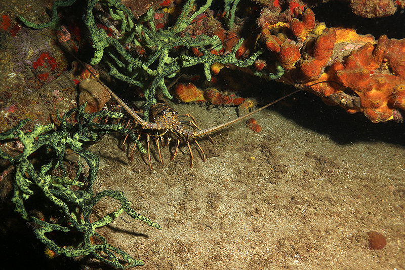 Réserve Cousteau