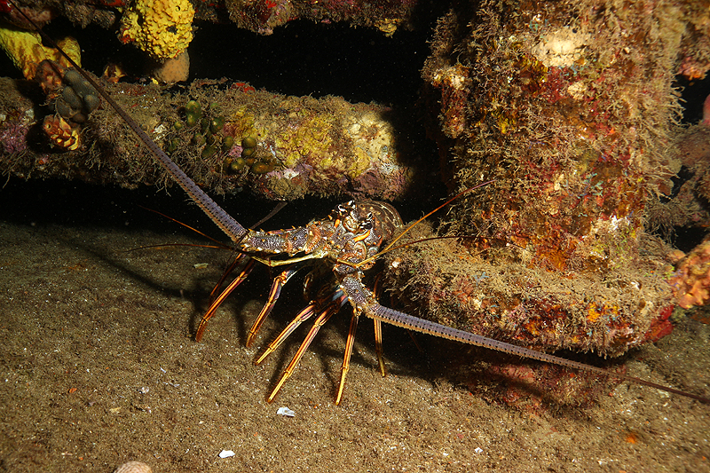 Réserve Cousteau