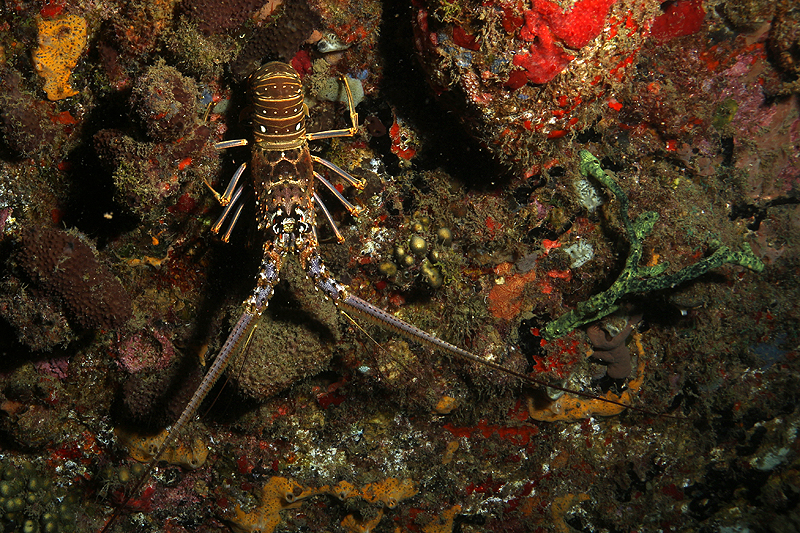 Réserve Cousteau