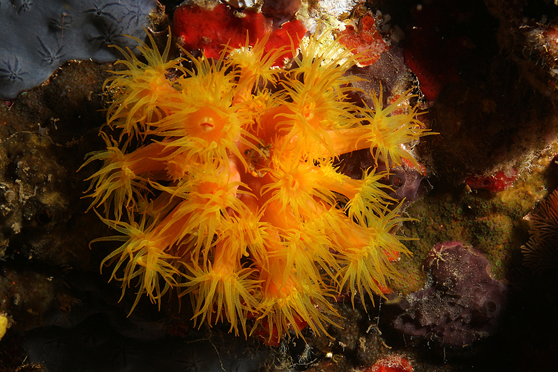 Réserve Cousteau