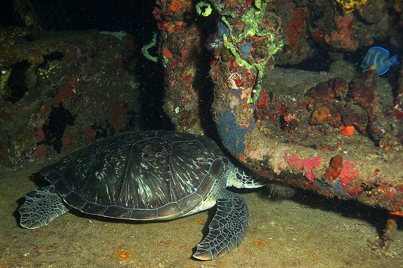 Réserve Cousteau
