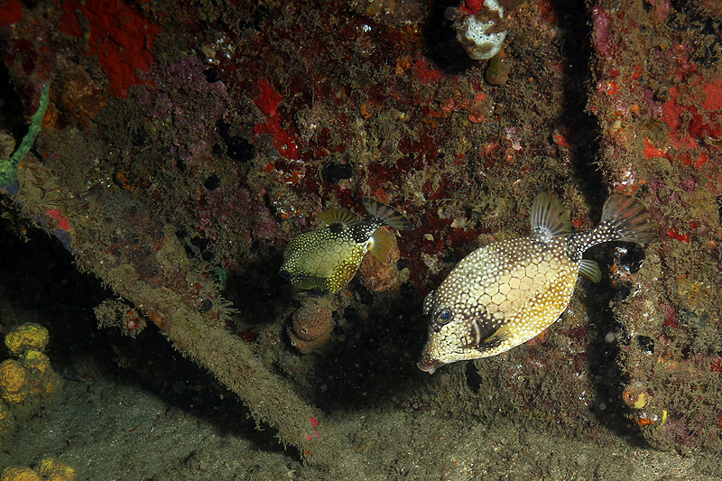 Réserve Cousteau