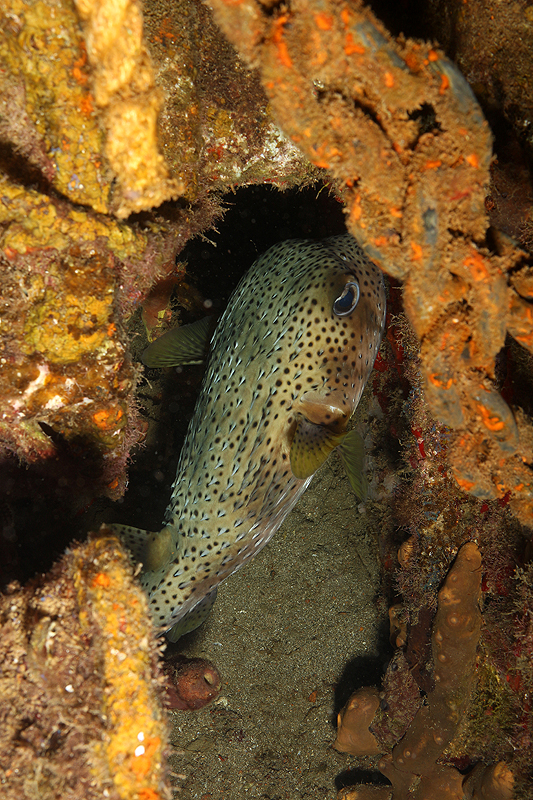 Réserve Cousteau