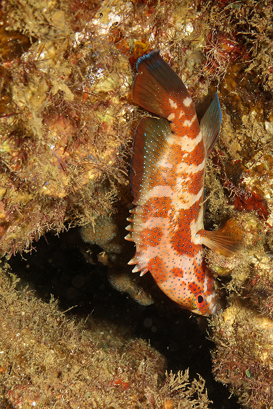 Réserve Cousteau
