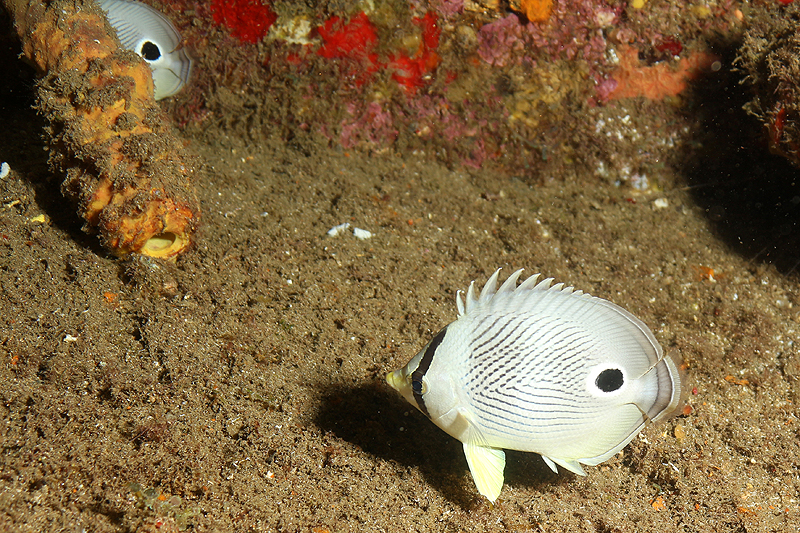 Réserve Cousteau