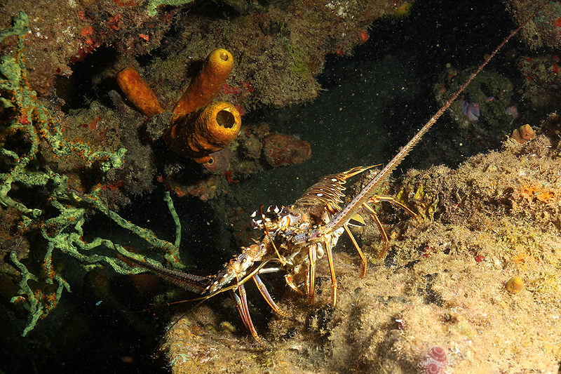 Réserve Cousteau