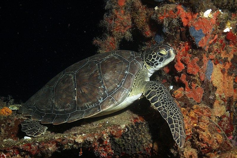 Réserve Cousteau