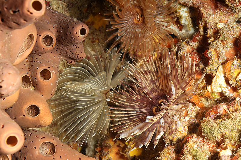 Réserve Cousteau
