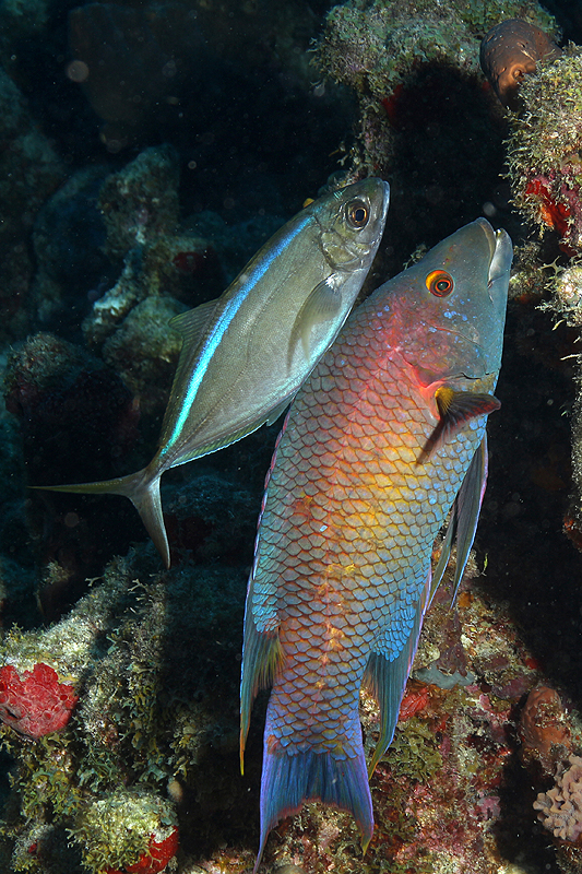Réserve Cousteau