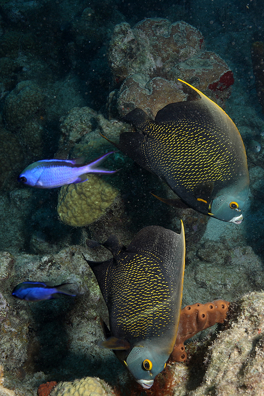 Réserve Cousteau