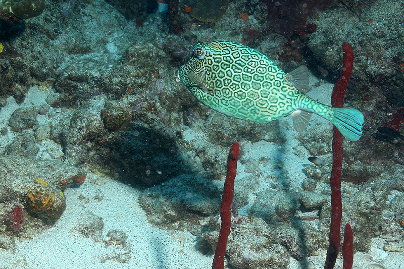 Réserve Cousteau