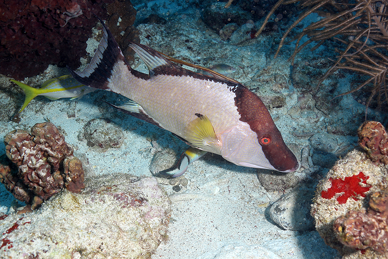 Réserve Cousteau
