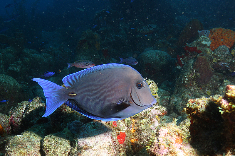 Réserve Cousteau