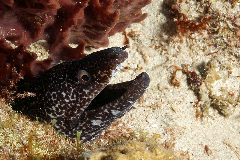 Réserve Cousteau
