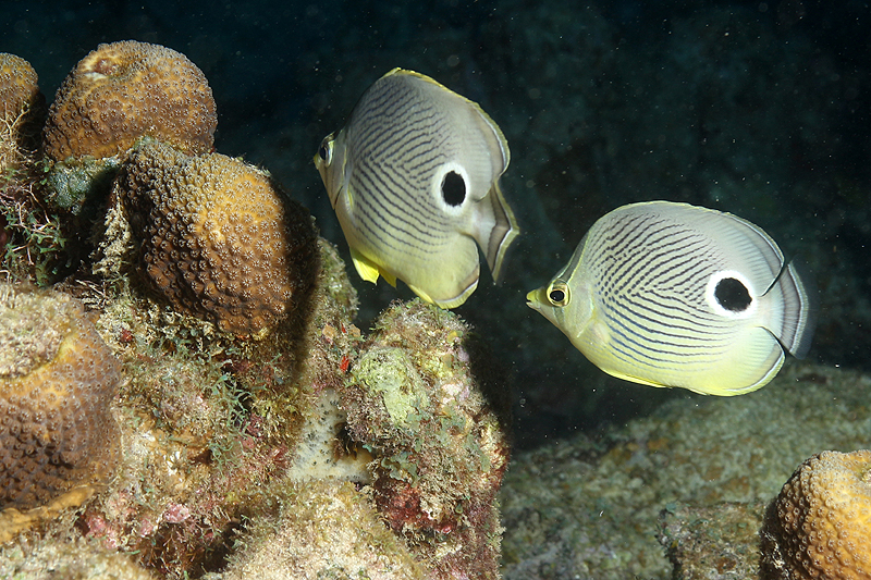 Réserve Cousteau