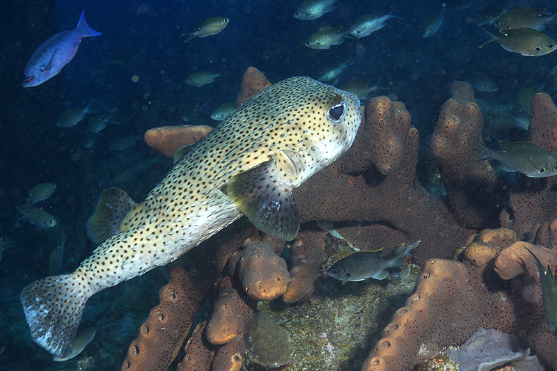 Réserve Cousteau
