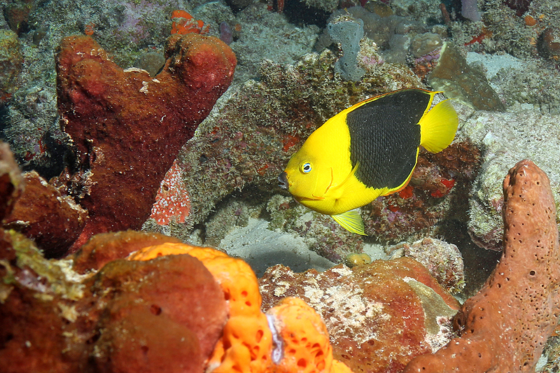 Réserve Cousteau