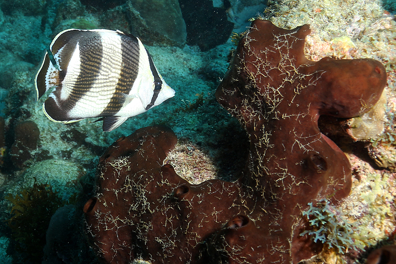 Réserve Cousteau