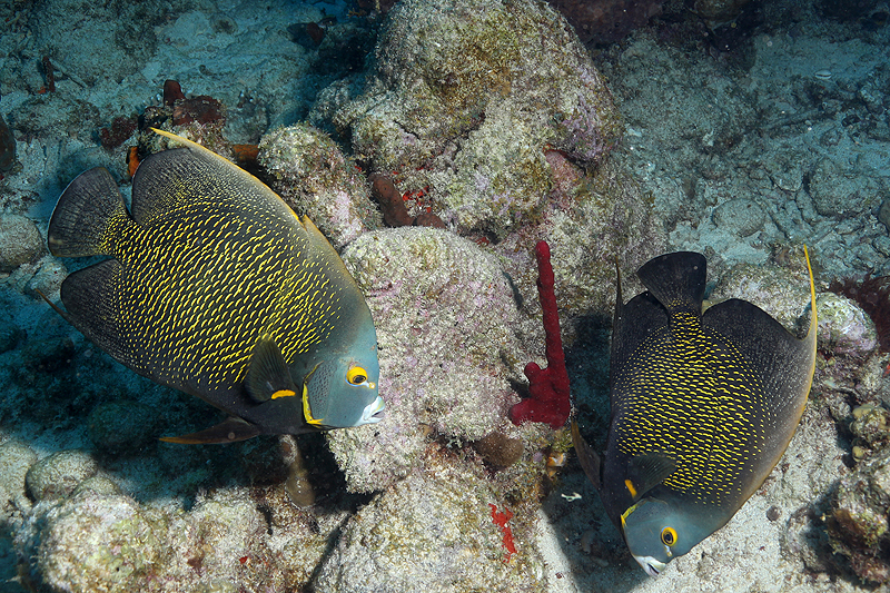 Réserve Cousteau