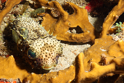 GUADELOUPE - Réserve Cousteau