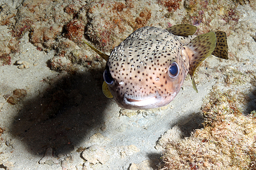 GUADELOUPE - Réserve Cousteau