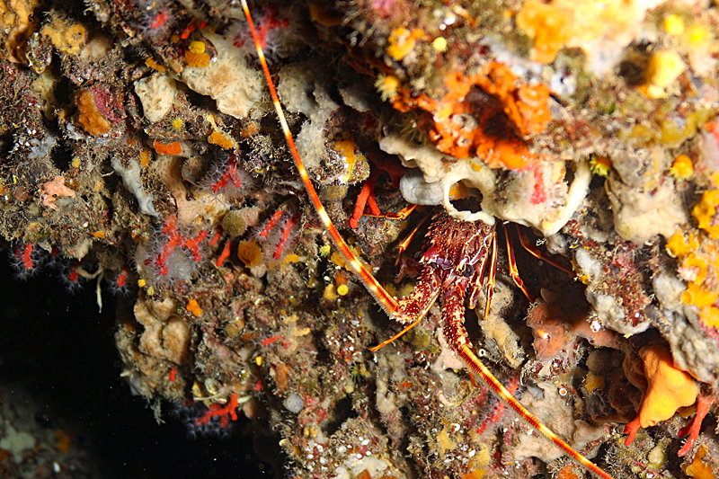 Colera - Langouste