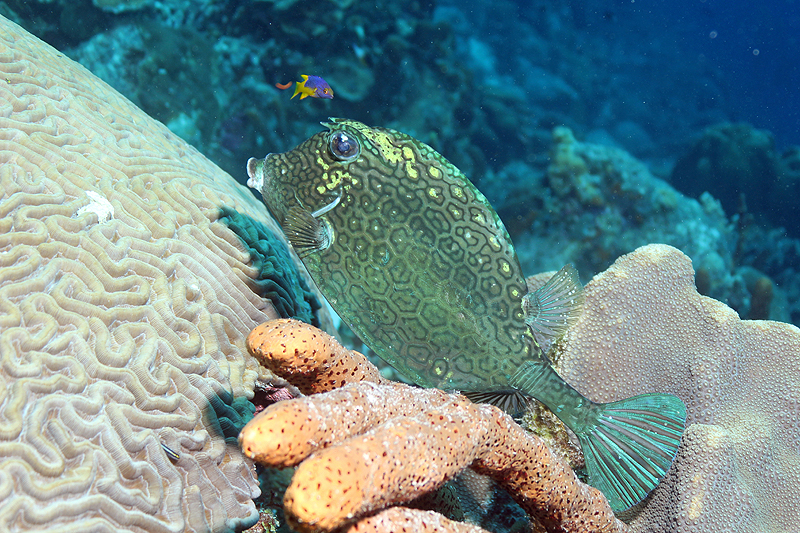 Bonaire - Poisson coffre à polygones