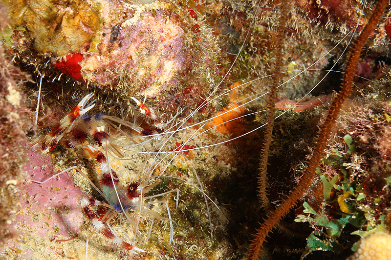 Bonaire - Grandes crevettes nettoyeuse